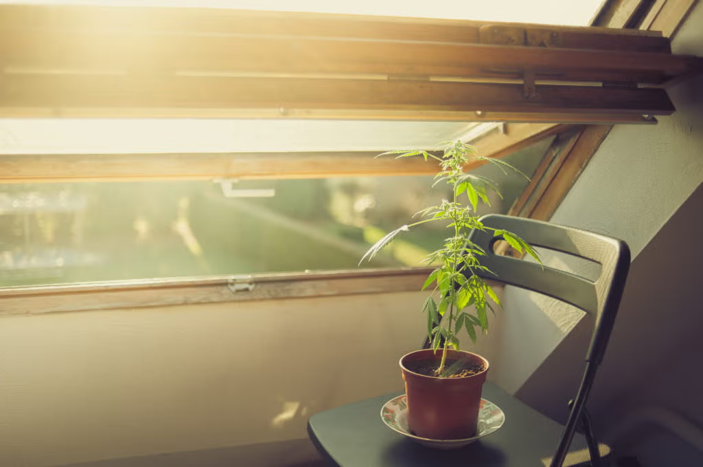 This Homeowners Policy Covers Lost Weed — Yes, Really
