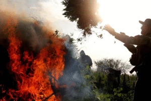 Cops Burn 20 Tons of Weed and Accidentally Hotbox an Entire Turkish Town