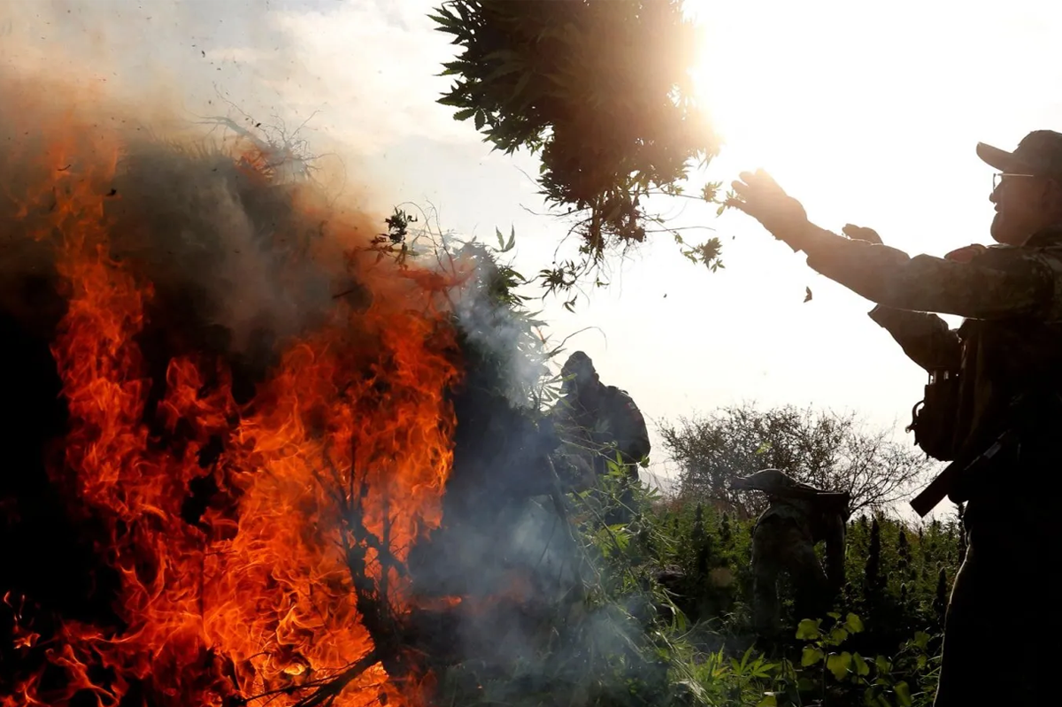 Cops Burn 20 Tons of Weed and Accidentally Hotbox an Entire Turkish Town